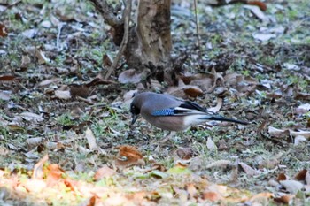 Eurasian Jay 秩父ミューズパーク Sat, 1/30/2021