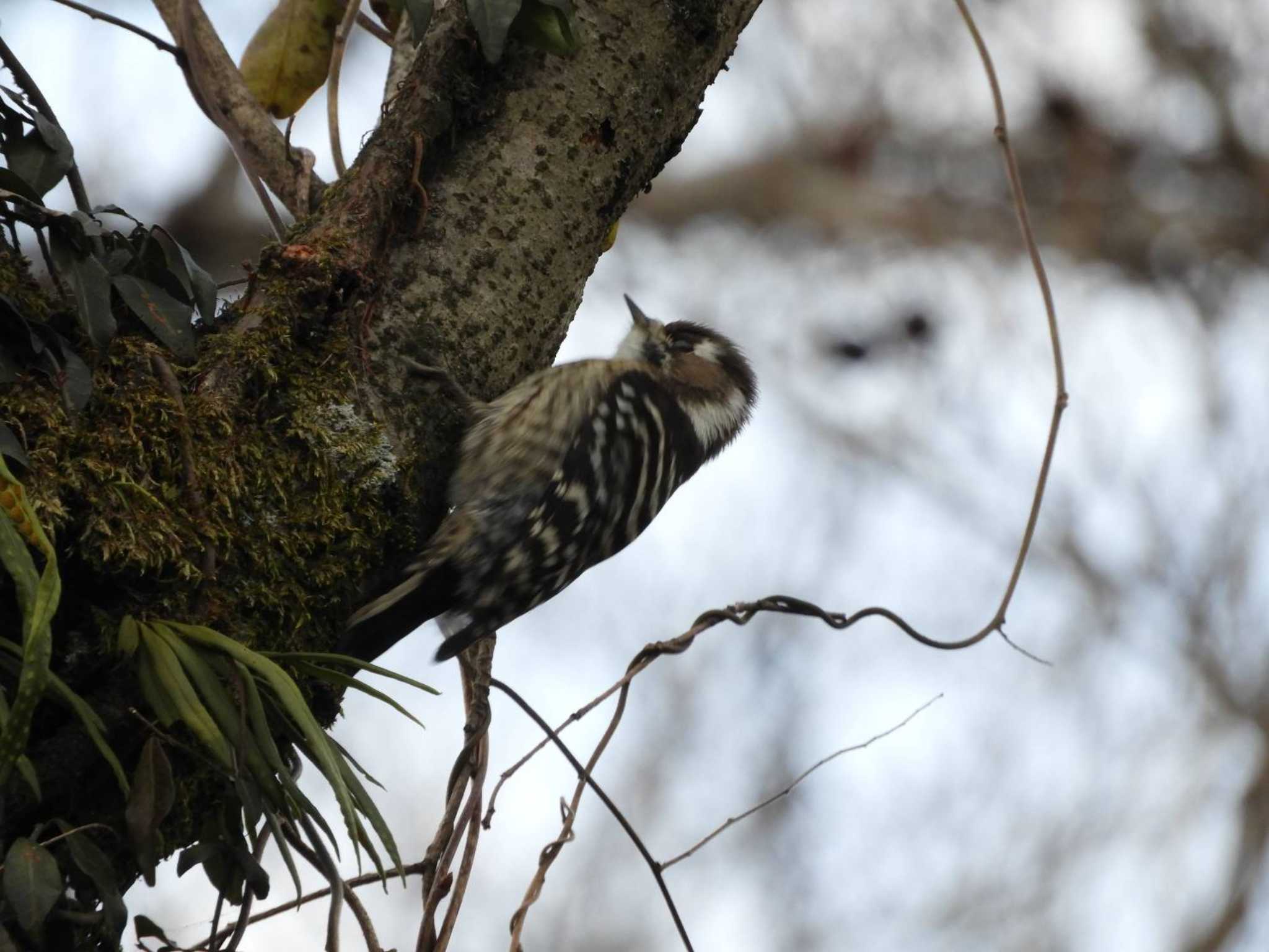 Japanese Pygmy Woodpecker