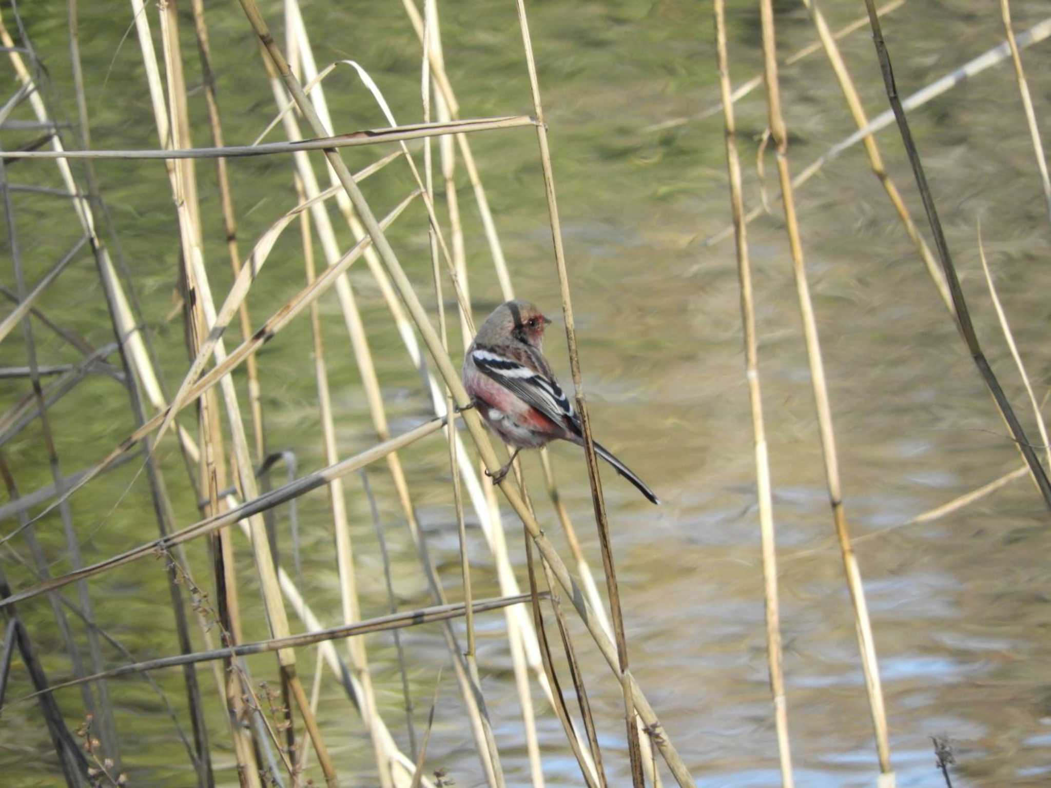 Siberian Long-tailed Rosefinch