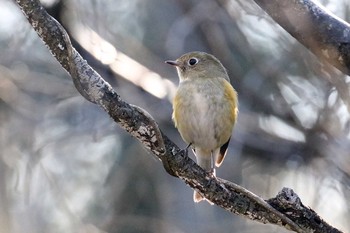 Red-flanked Bluetail Mie-ken Ueno Forest Park Sun, 12/18/2016