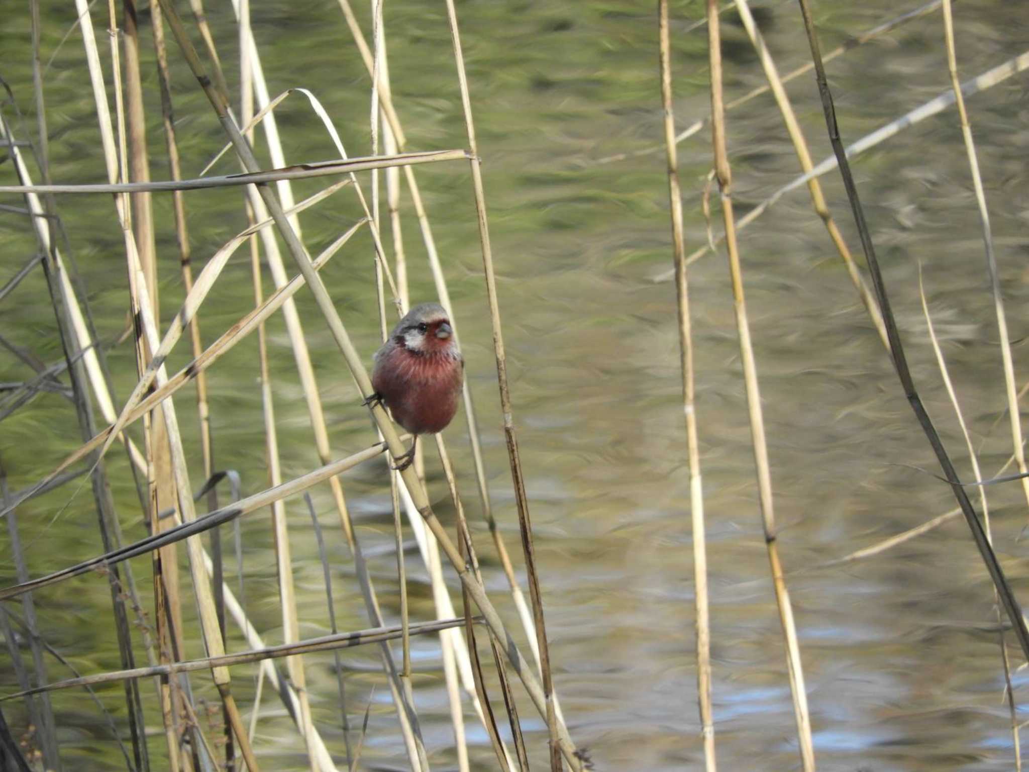 Siberian Long-tailed Rosefinch