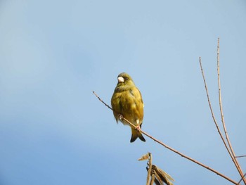 カワラヒワ 奈良市水上池 2021年1月30日(土)