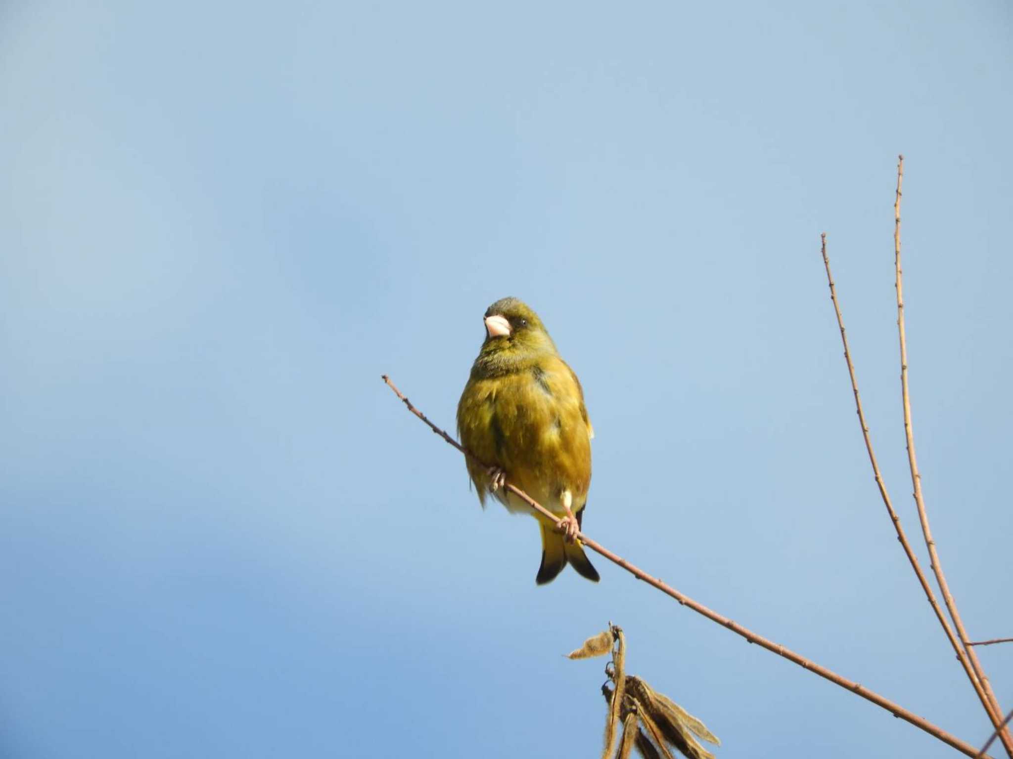 Grey-capped Greenfinch