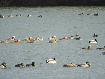 Sat, 1/30/2021 Birding report at 奈良市水上池