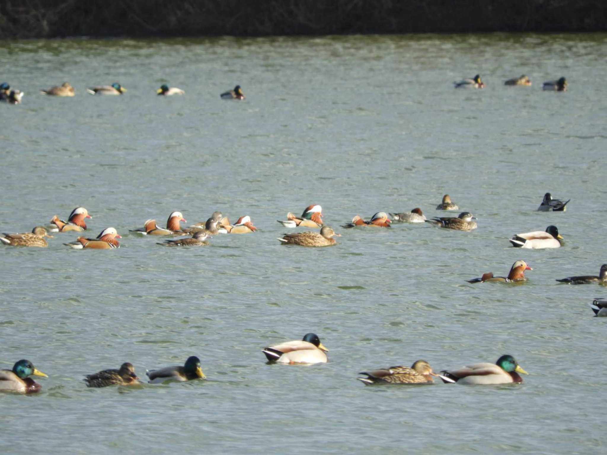 Mandarin Duck