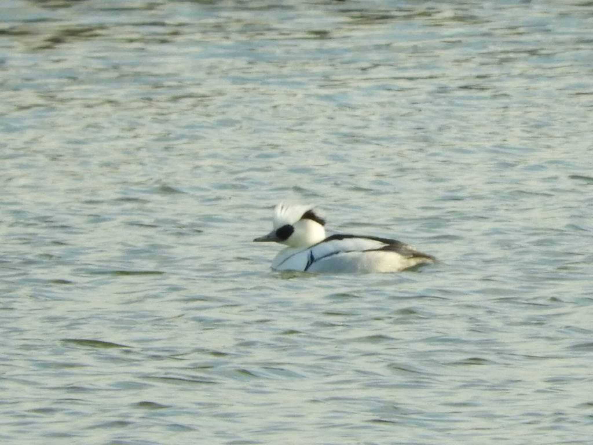 Smew