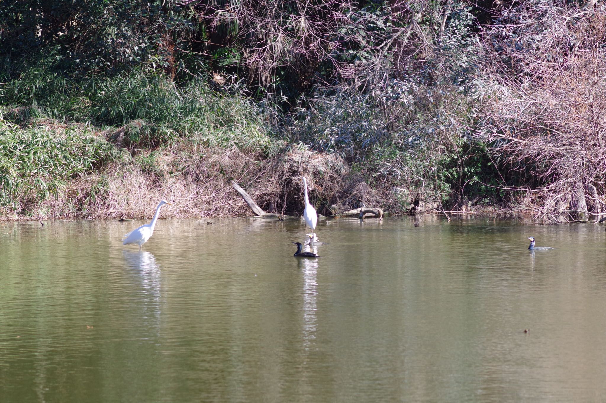 水元公園 ダイサギの写真 by sui