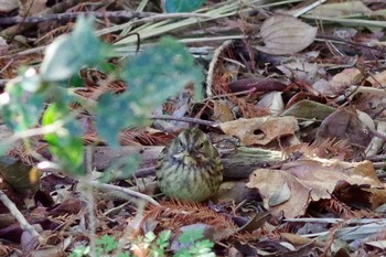 2021年1月30日(土) 水元公園の野鳥観察記録