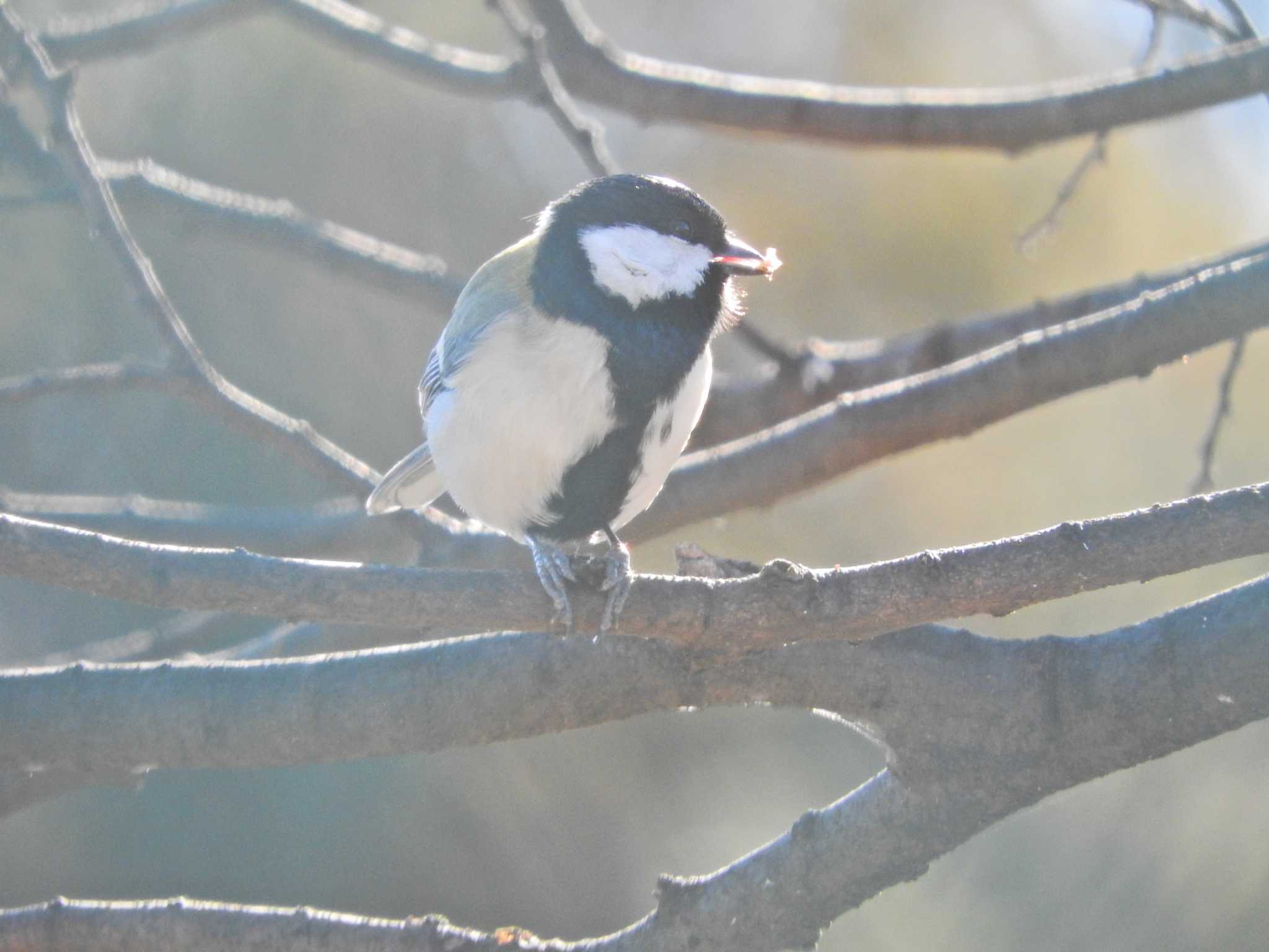 Photo of Japanese Tit at 砂川堀北野調整池 by chiba