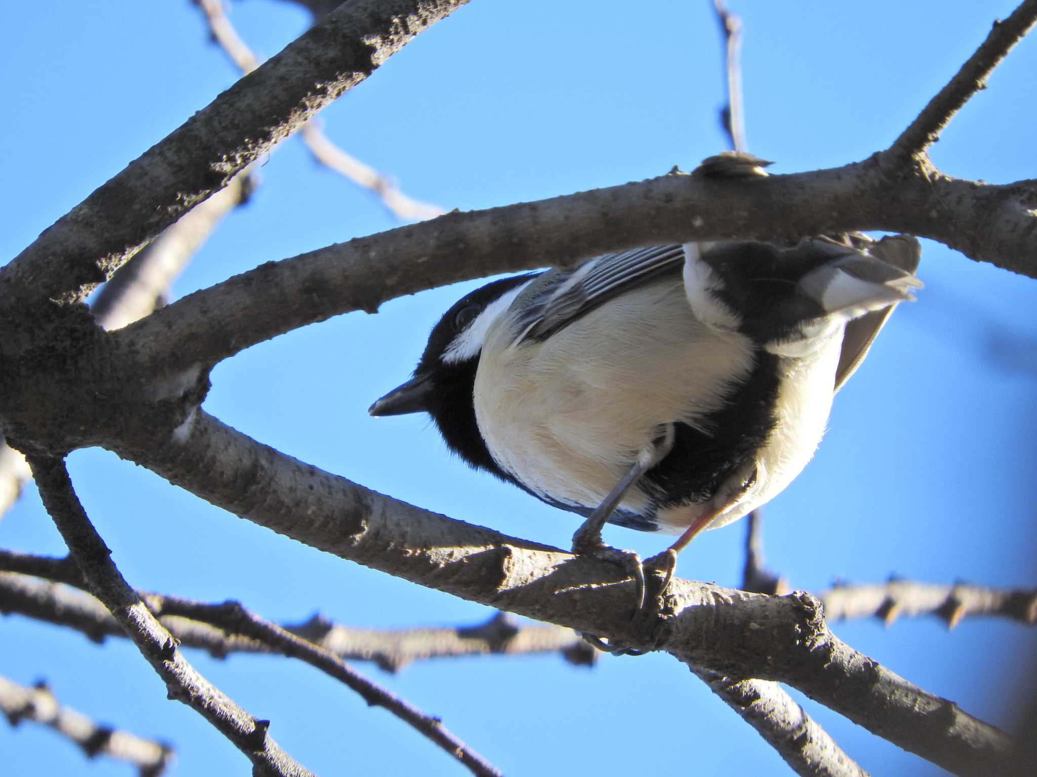 Photo of Japanese Tit at 砂川堀北野調整池 by chiba