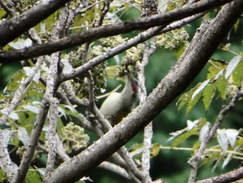 Japanese Green Woodpecker Unknown Spots Tue, 10/11/2016