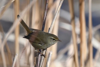 Japanese Bush Warbler 秦野市 Sat, 1/28/2017