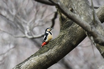 Great Spotted Woodpecker 秦野市 Sat, 3/11/2017