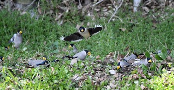 Chinese Grosbeak 中井町 Sun, 3/12/2017