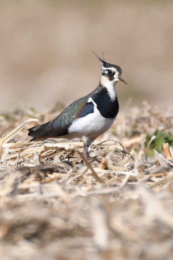 Northern Lapwing 平塚田んぼ Sat, 1/28/2017