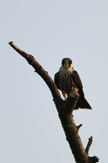 Eurasian Hobby 秦野 Sat, 10/15/2016