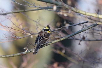 Yellow-throated Bunting 秦野市 Sat, 1/10/2015