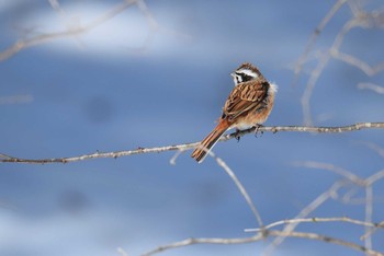 Meadow Bunting 軽井沢 Sun, 12/21/2014