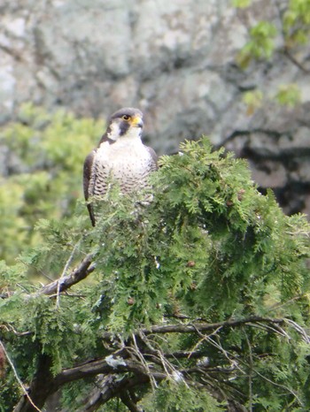 Eurasian Goshawk Unknown Spots Sat, 4/23/2016