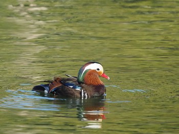 2021年1月30日(土) 薬師池公園の野鳥観察記録