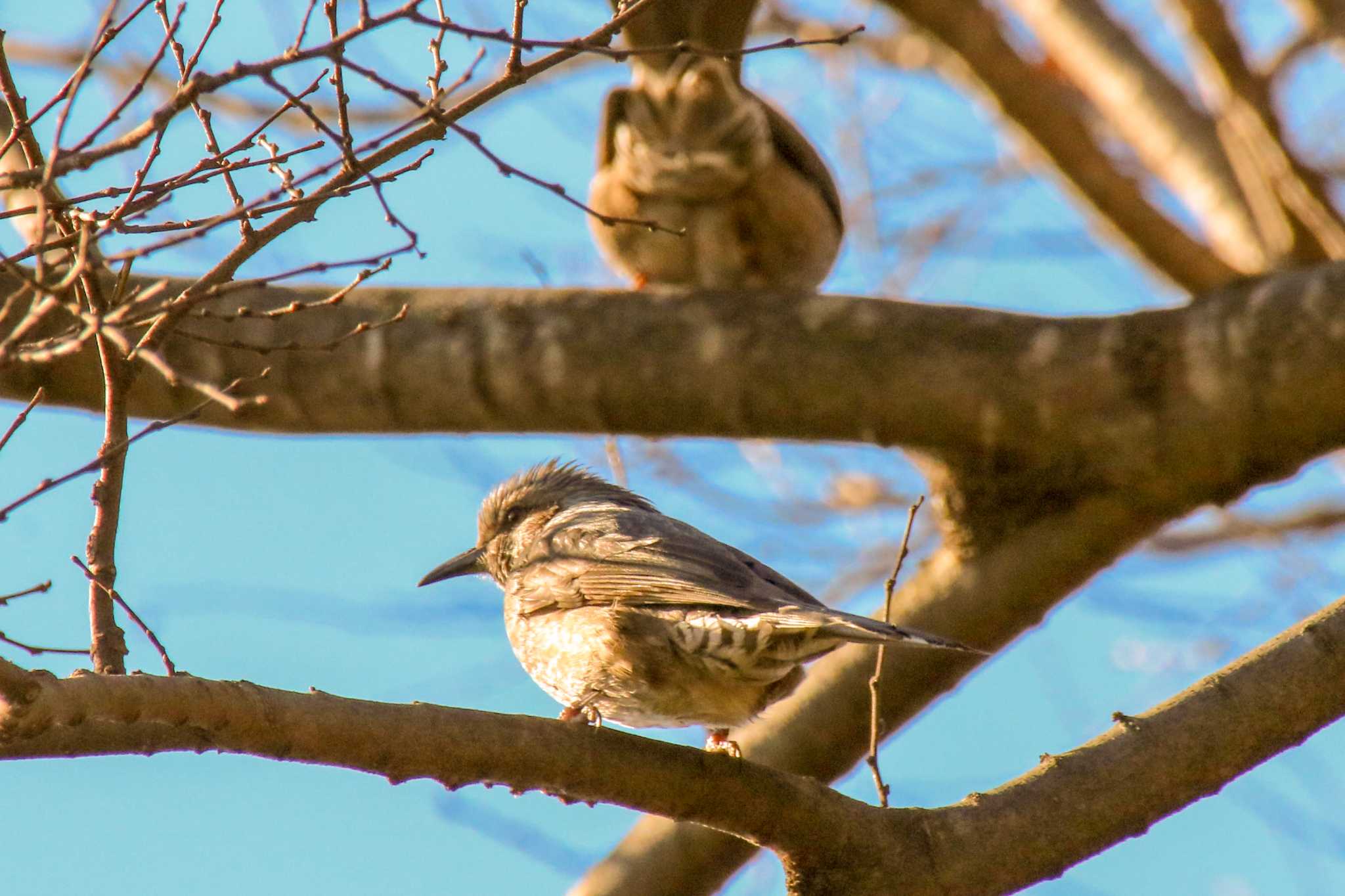 この野鳥の種類を教えてください！ by ogashiwa_bird