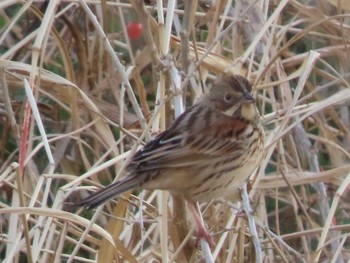 Chestnut-eared Bunting 岡山旭川 Sun, 1/31/2021