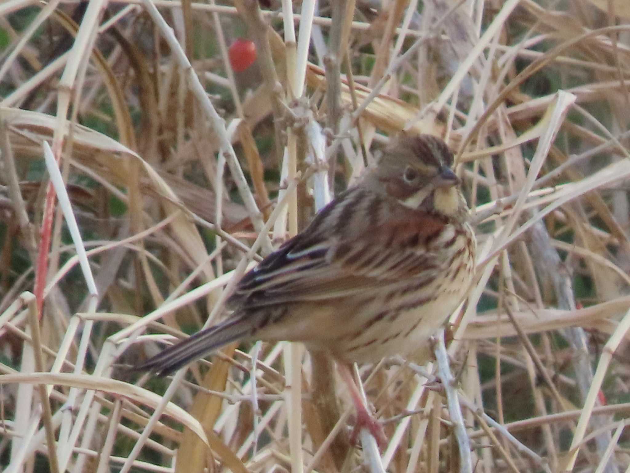 Photo of Chestnut-eared Bunting at 岡山旭川 by タケ