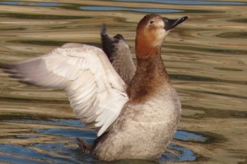 Common Pochard 岡山烏城公園 Sun, 1/31/2021