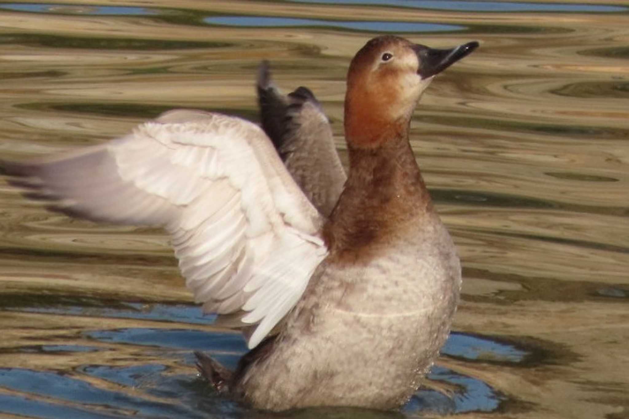 Photo of Common Pochard at 岡山烏城公園 by タケ