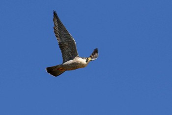 Peregrine Falcon Unknown Spots Sat, 1/30/2021