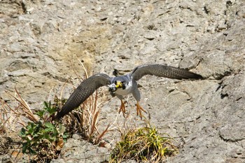 Peregrine Falcon Unknown Spots Sat, 1/30/2021