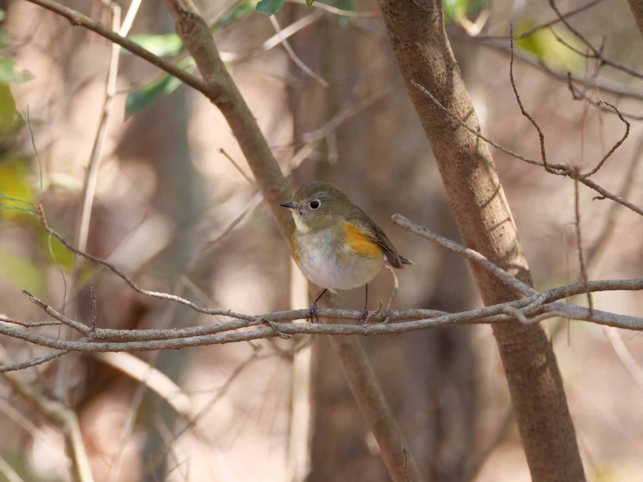 Photo of Red-flanked Bluetail at 金ヶ崎公園(明石市) by 禽好き