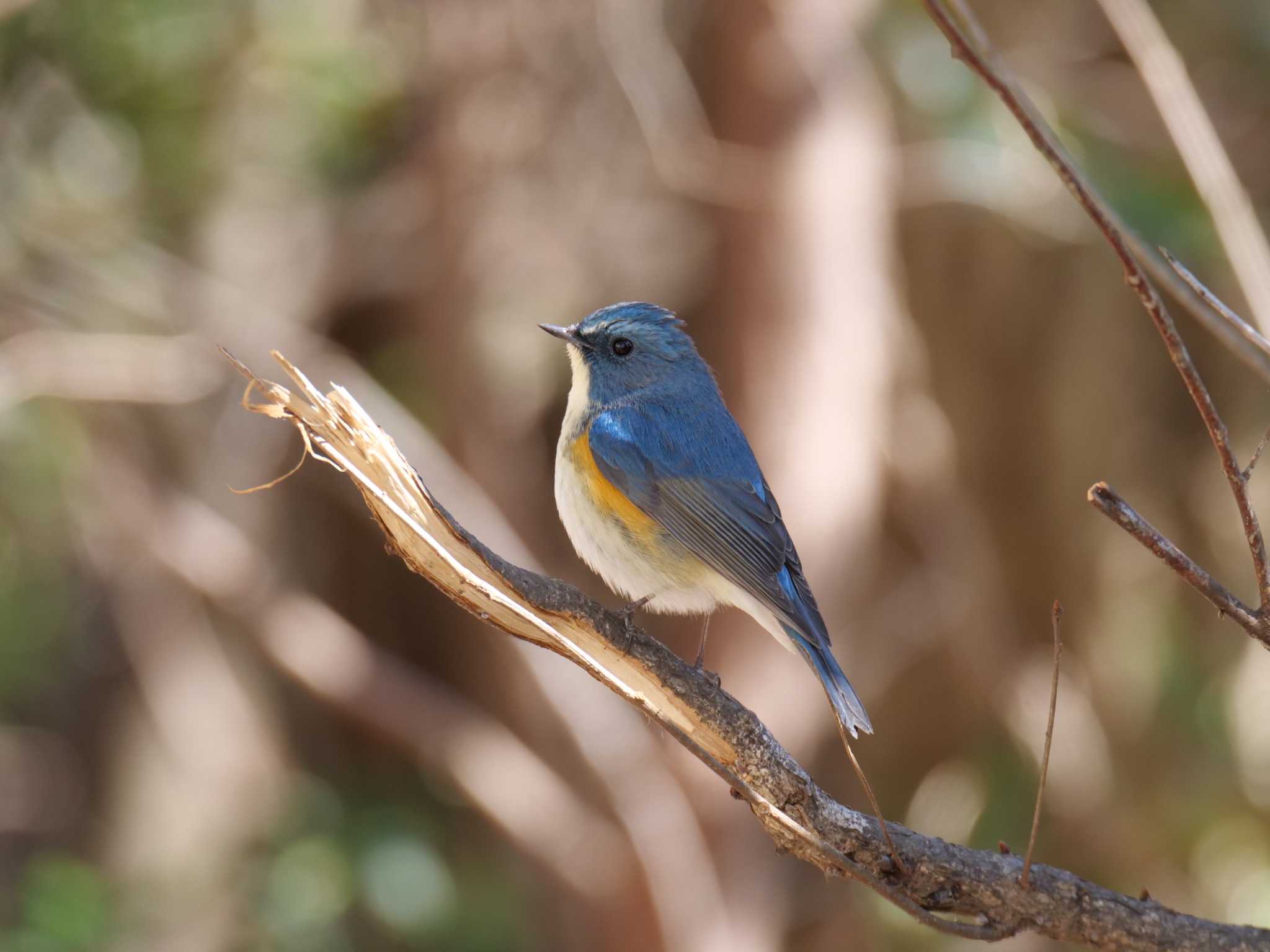 Photo of Red-flanked Bluetail at 金ヶ崎公園(明石市) by 禽好き