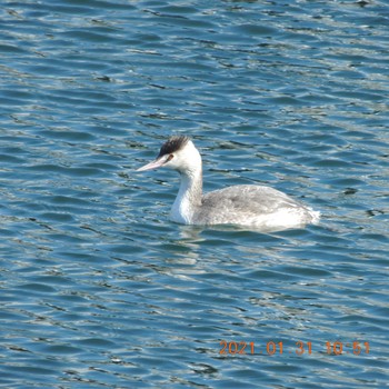 Great Crested Grebe 豊洲 Sun, 1/31/2021