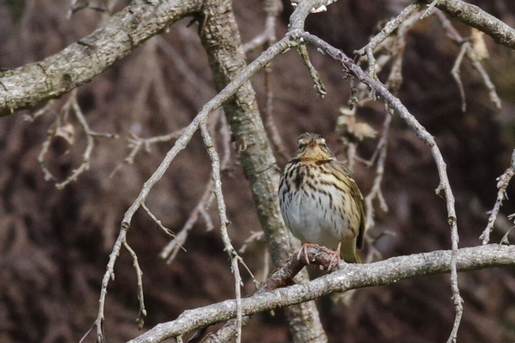 Olive-backed Pipit