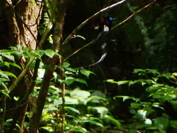 Black Paradise Flycatcher Unknown Spots Fri, 5/27/2016
