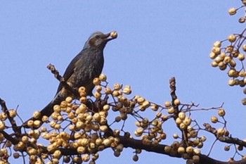 Brown-eared Bulbul 鋸南町 Sun, 1/3/2021