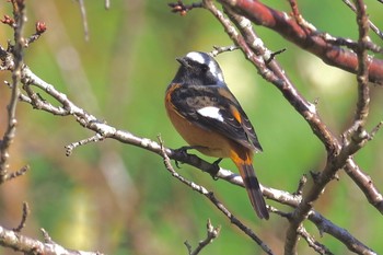 Daurian Redstart 鋸南町 Sun, 1/3/2021