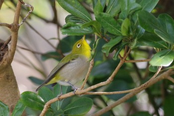 Warbling White-eye 鋸南町 Sun, 1/3/2021