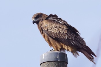 Black Kite 鋸南町 Sun, 1/3/2021