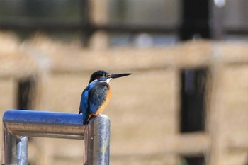 カワセミ 都立浮間公園 2021年1月30日(土)