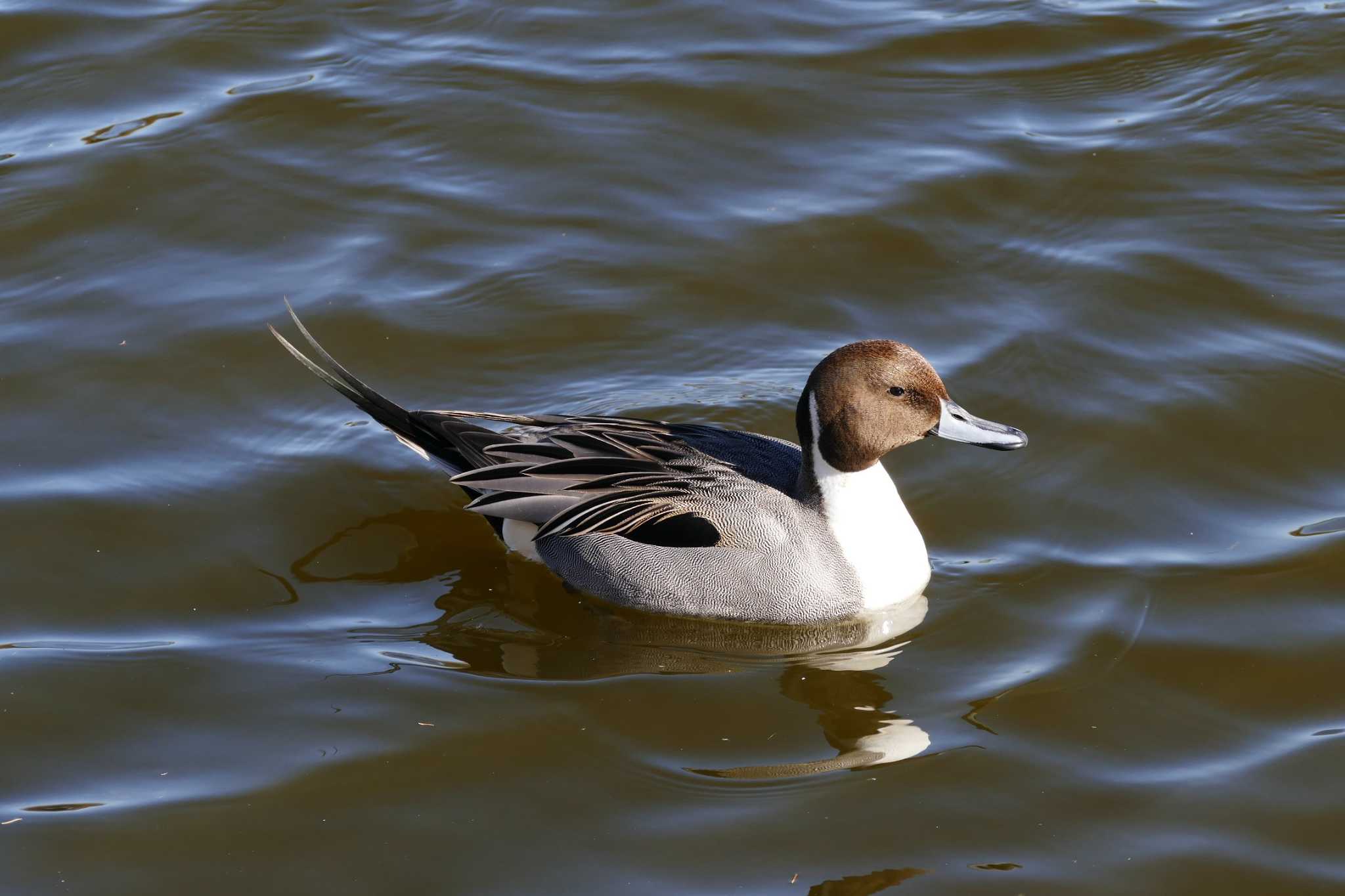 Northern Pintail