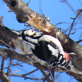 アカゲラ 真駒内公園 2021年1月31日(日)