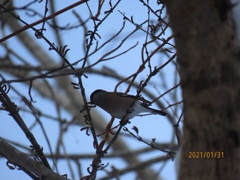 2021年1月31日(日) 野幌森林公園の野鳥観察記録