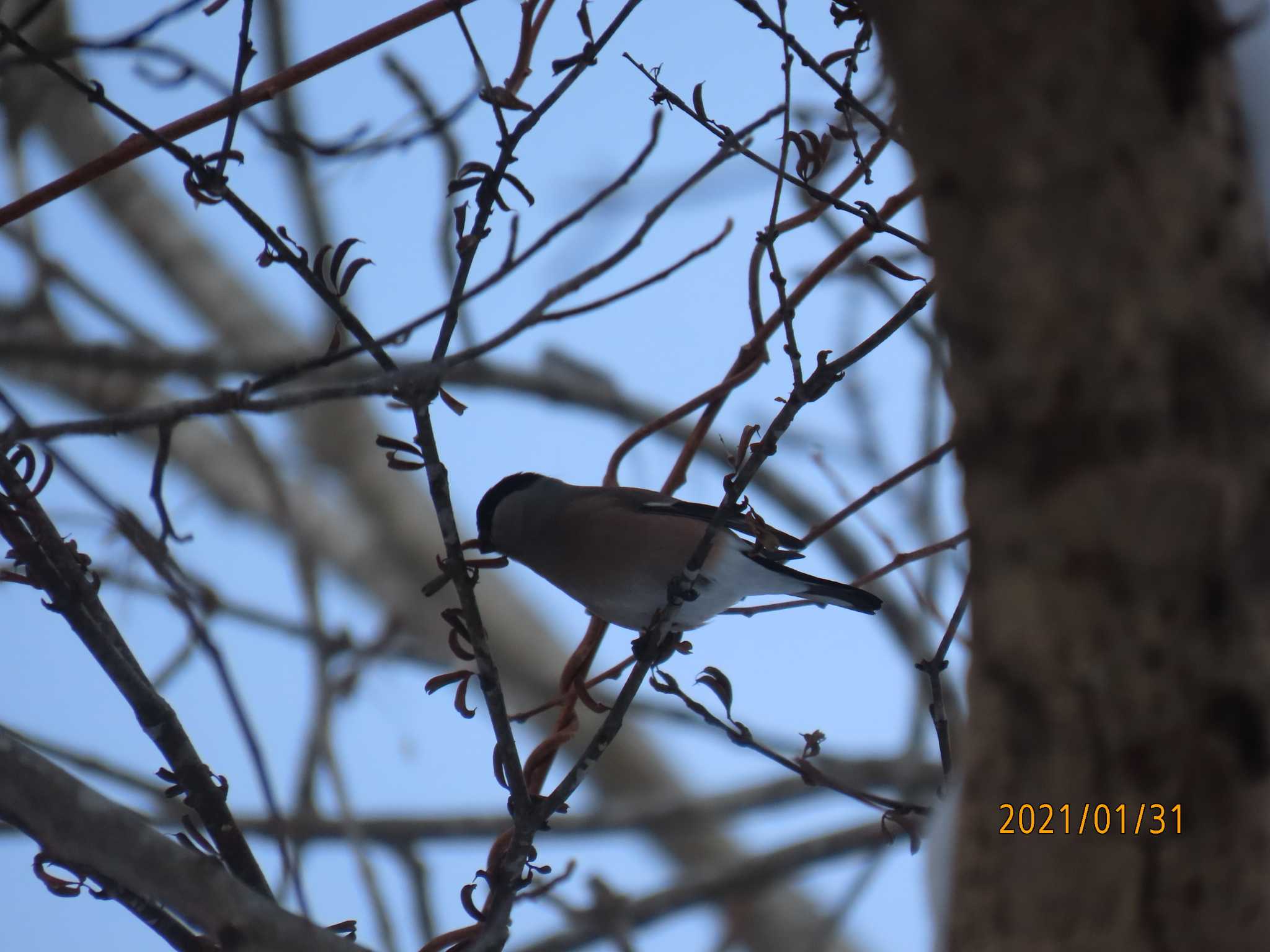 21年01月31日 日 野幌森林公園の野鳥観察記録 By Hiron バードウォッチングならzoopicker