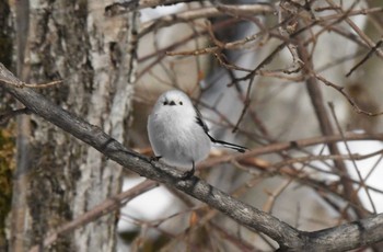 Long-tailed tit(japonicus) 千歳川 Sun, 1/31/2021