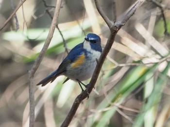 Red-flanked Bluetail 日岡山公園 Sun, 1/31/2021