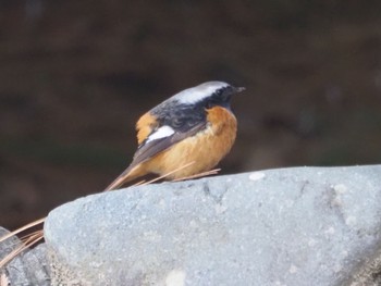 Daurian Redstart 日岡山公園 Sun, 1/31/2021