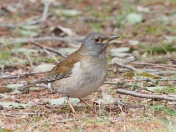 Pale Thrush 日岡山公園 Sun, 1/31/2021