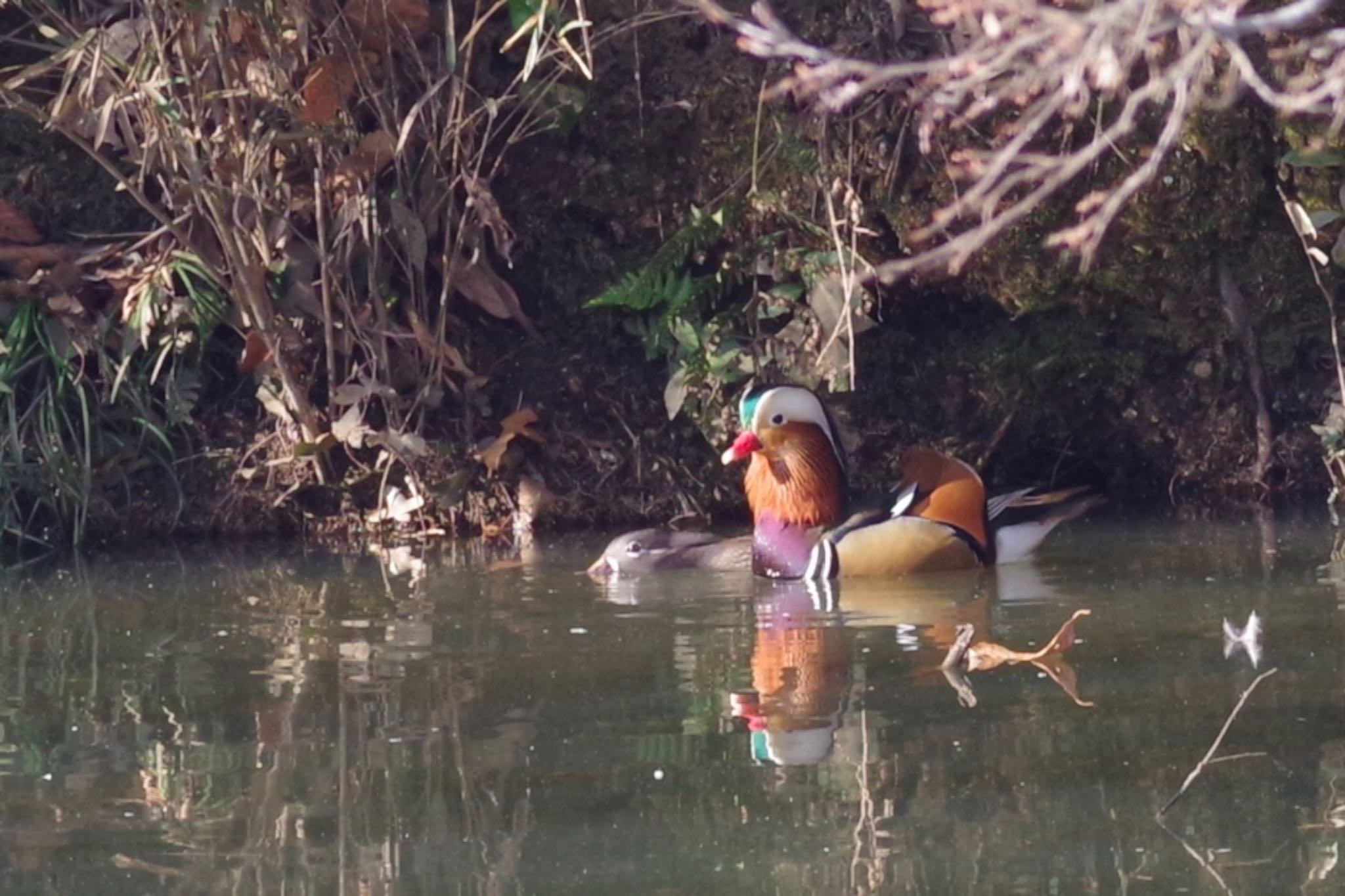 Photo of Mandarin Duck at 千城台野鳥観察園 by TOMOTOMO